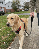 TrekGrip – No-Pull Dog Harness + Leash Set 2